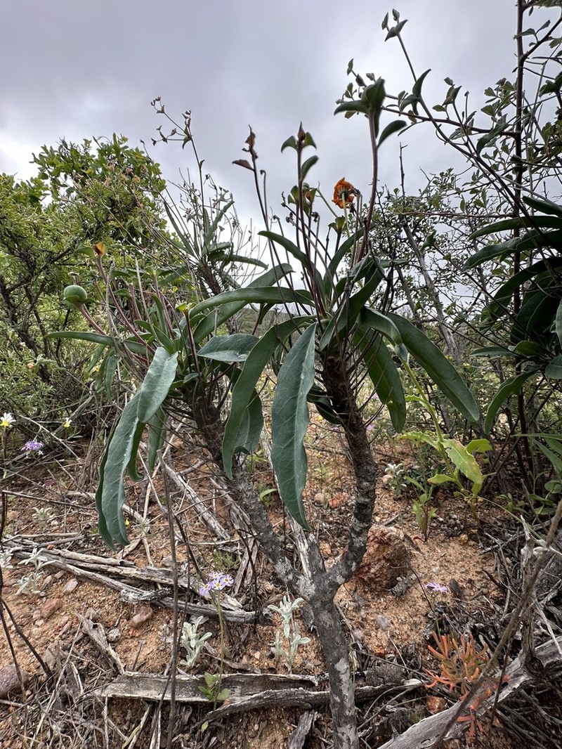 Euphorbia oxystegia photo 7