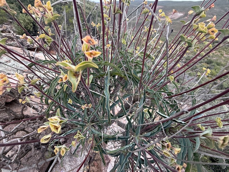 Euphorbia oxystegia photo 8
