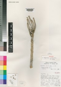 Euphorbia pachyclada