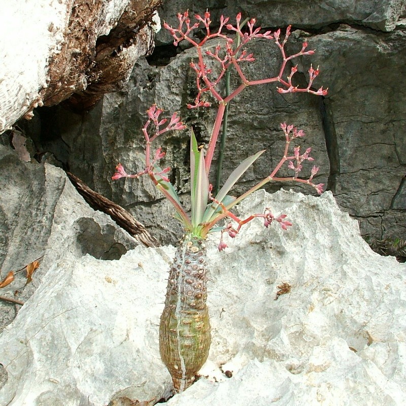 Euphorbia pachypodioides photo 2