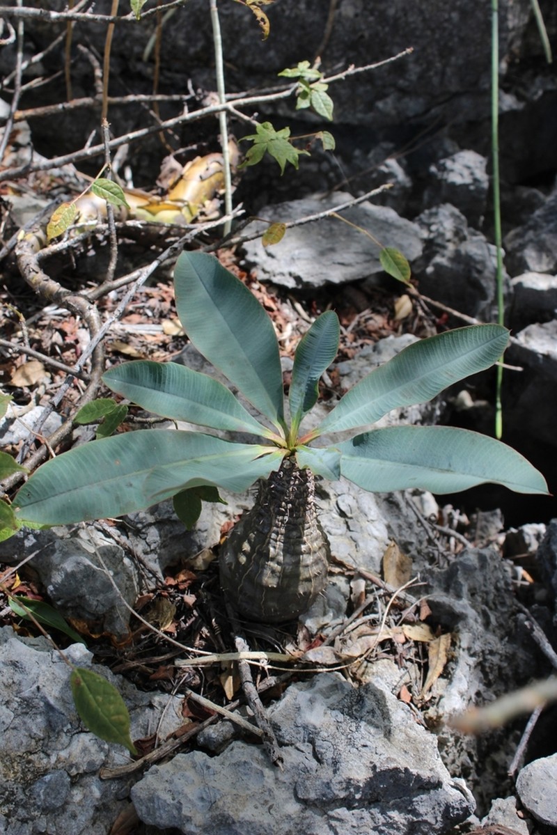 Euphorbia pachypodioides photo 3