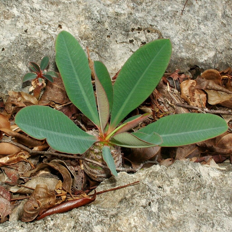 Euphorbia pachypodioides photo 4
