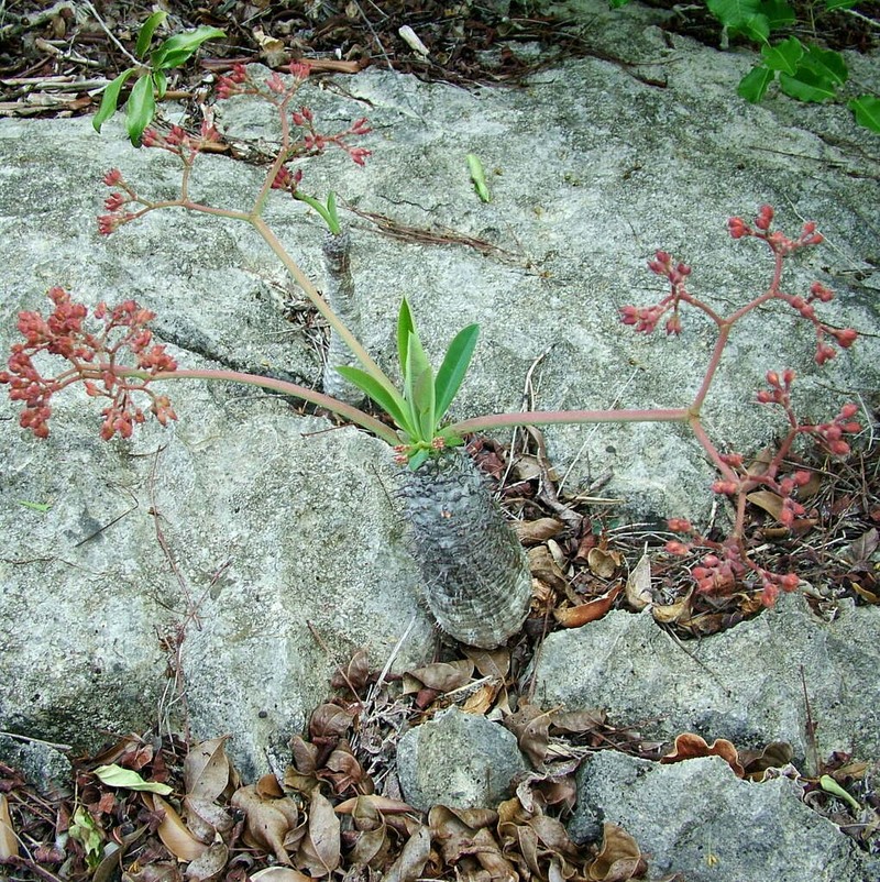 Euphorbia pachypodioides photo 5