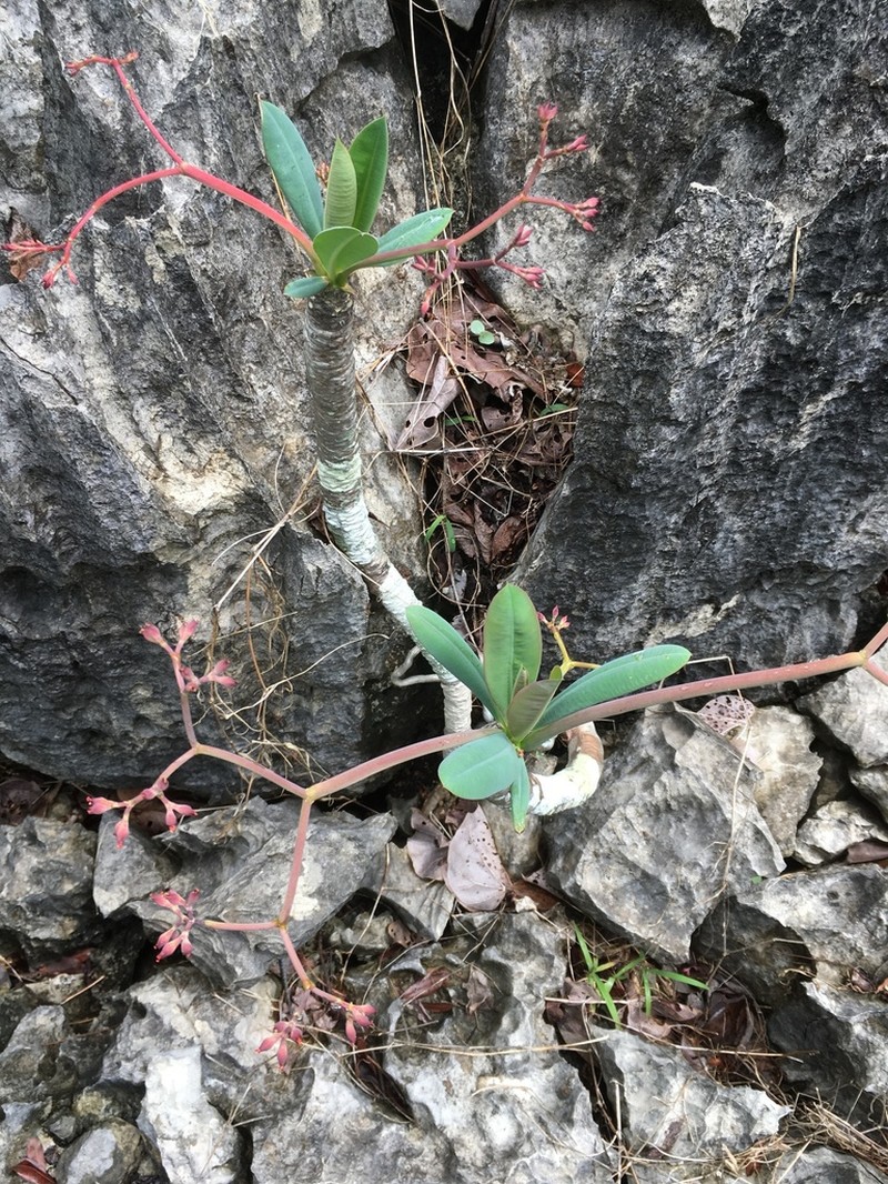 Euphorbia pachypodioides photo 6