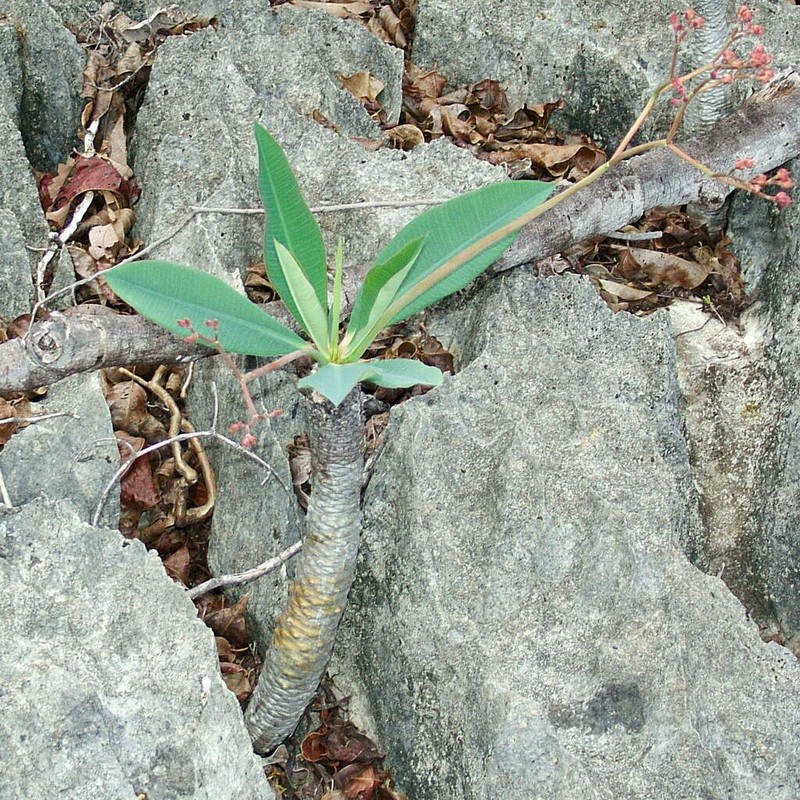 Euphorbia pachypodioides photo 7