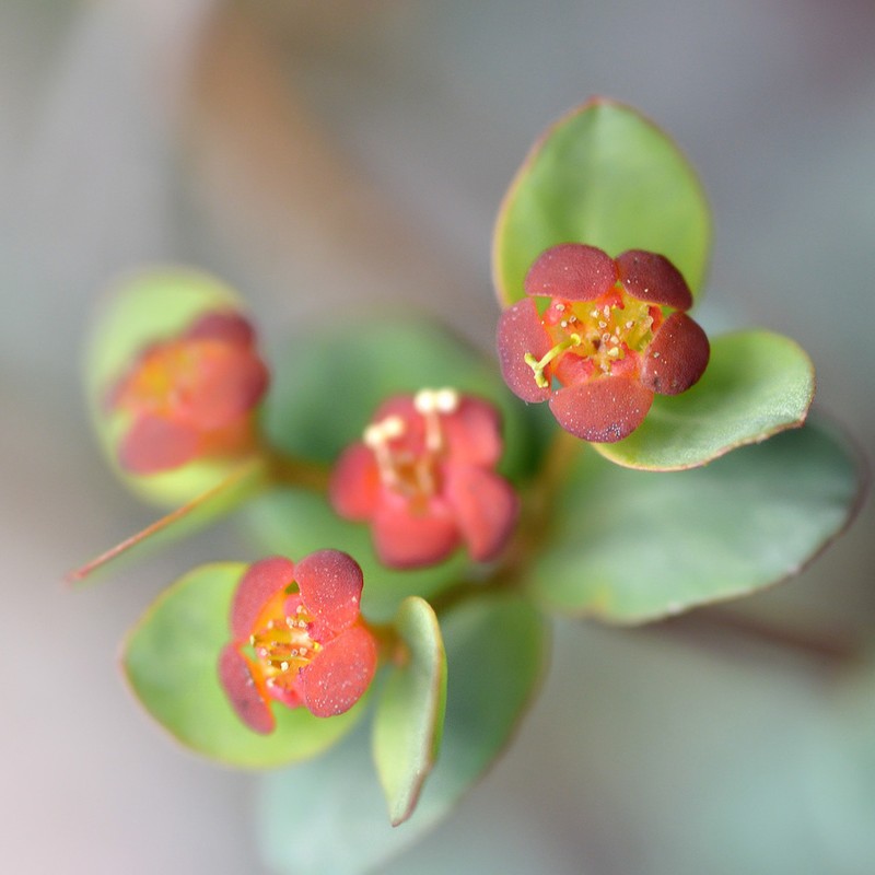 Euphorbia pachyrrhiza