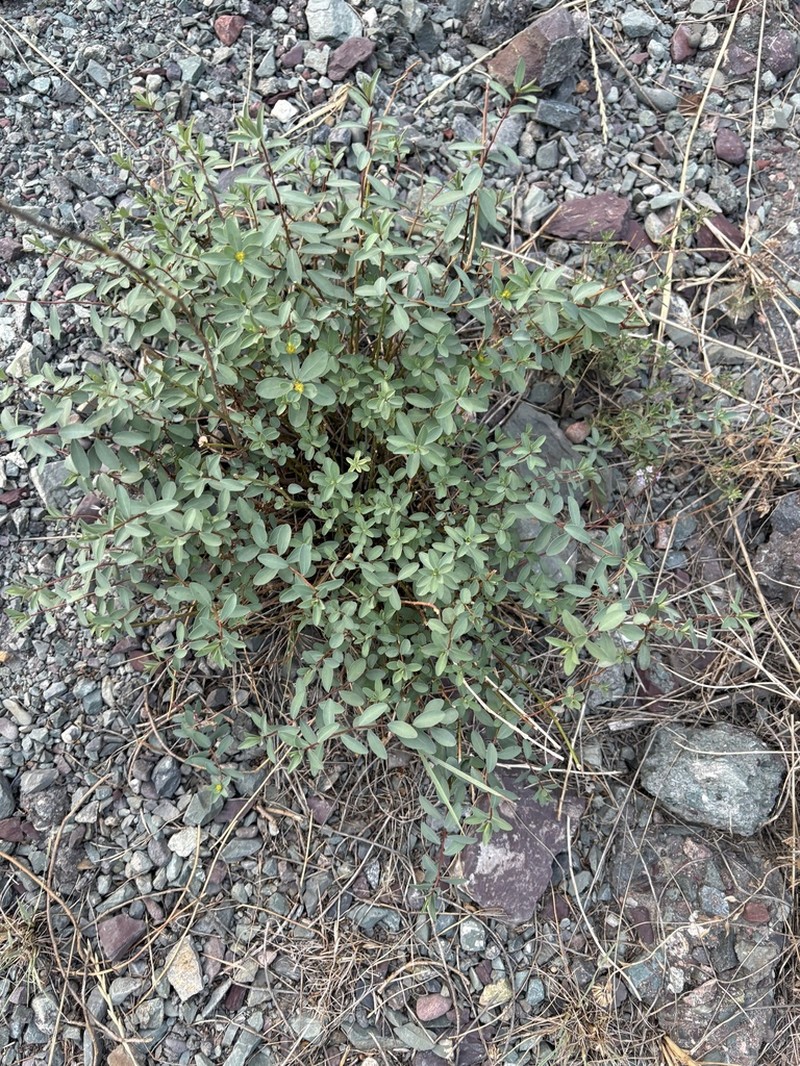 Euphorbia pachyrrhiza photo 2