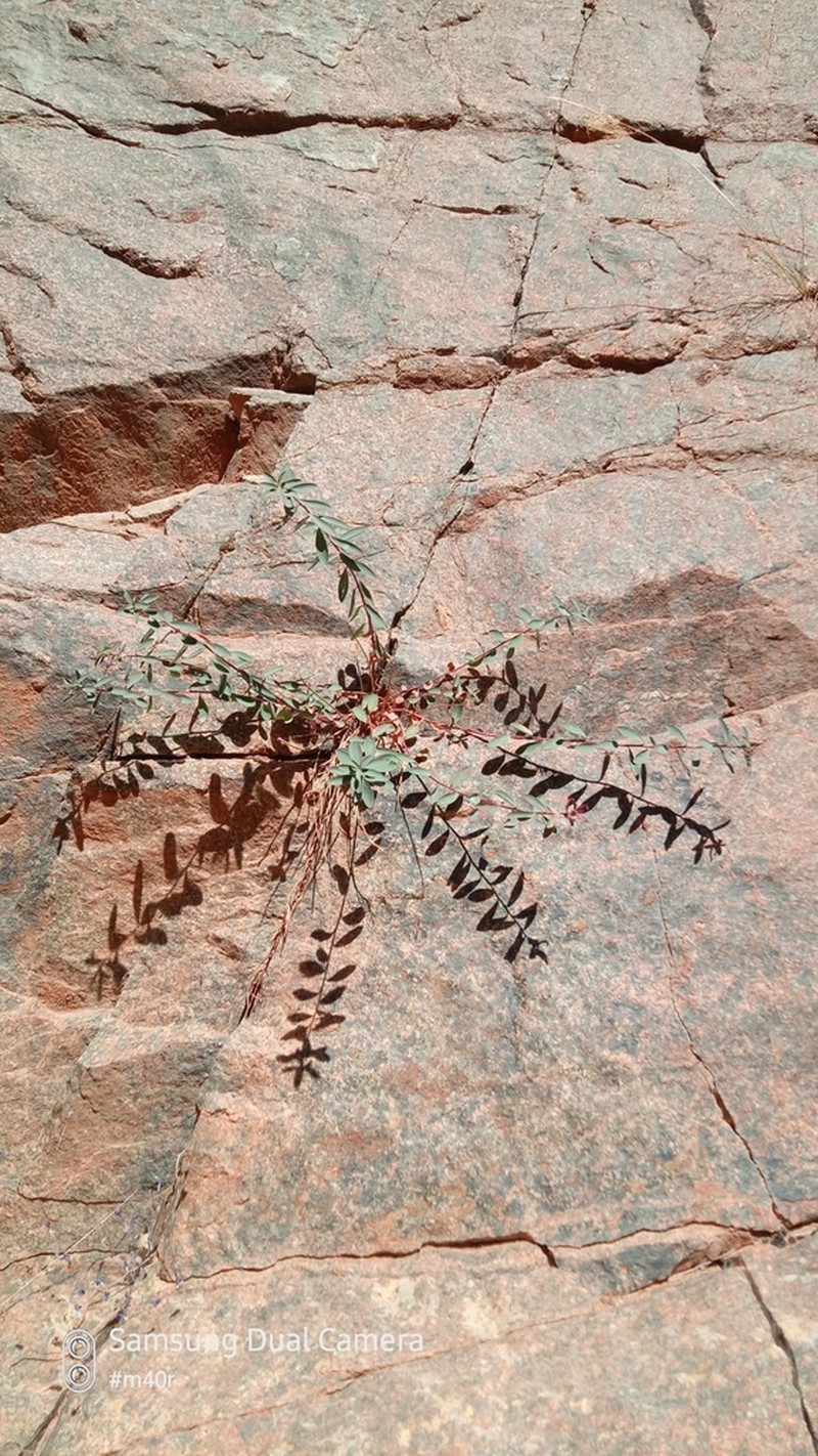 Euphorbia pachyrrhiza photo 3