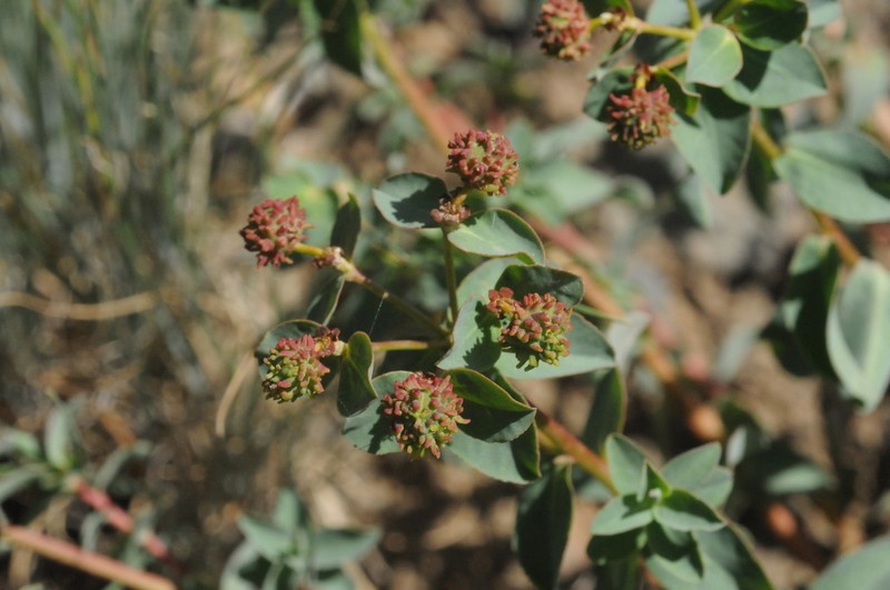 Euphorbia pachyrrhiza photo 4