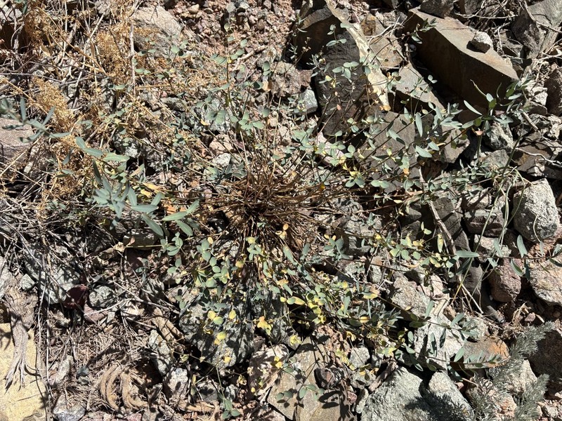 Euphorbia pachyrrhiza photo 5