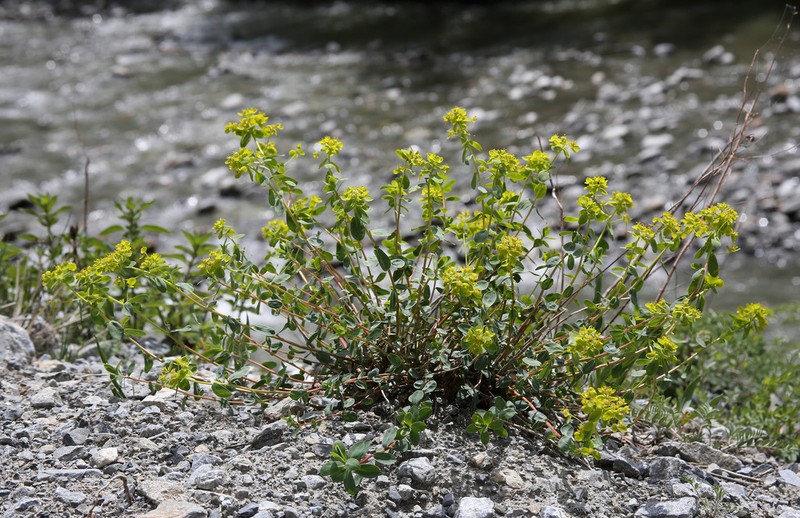 Euphorbia pachyrrhiza photo 6
