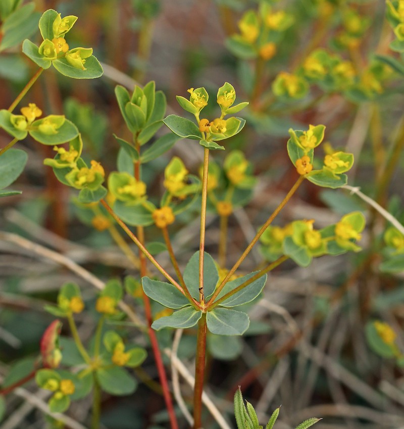 Euphorbia pachyrrhiza photo 7