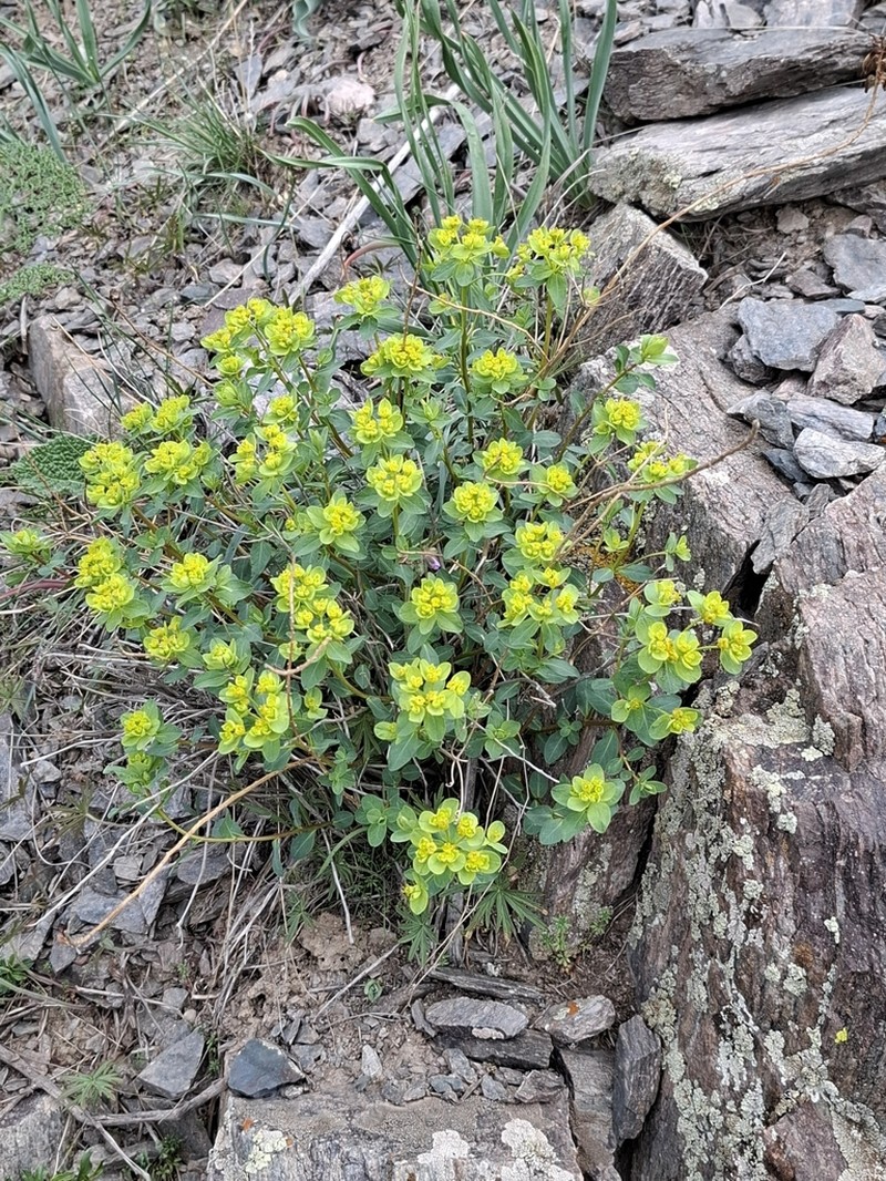 Euphorbia pachyrrhiza photo 8