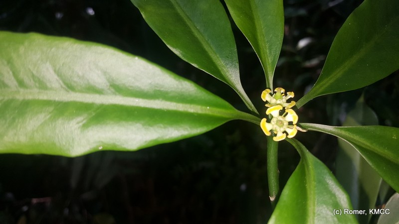 Euphorbia pachysantha