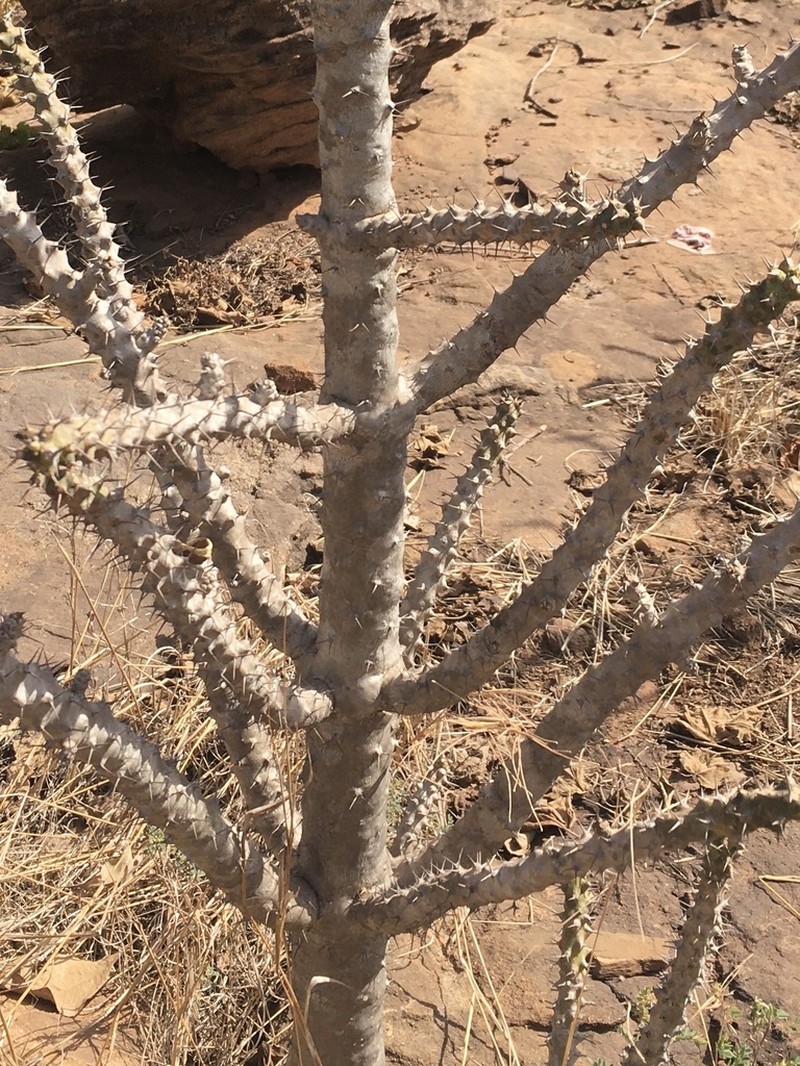 Euphorbia paganorum photo 4