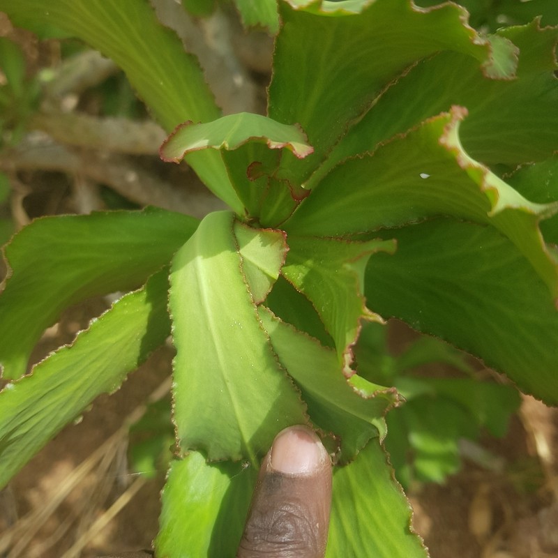 Euphorbia paganorum photo 5