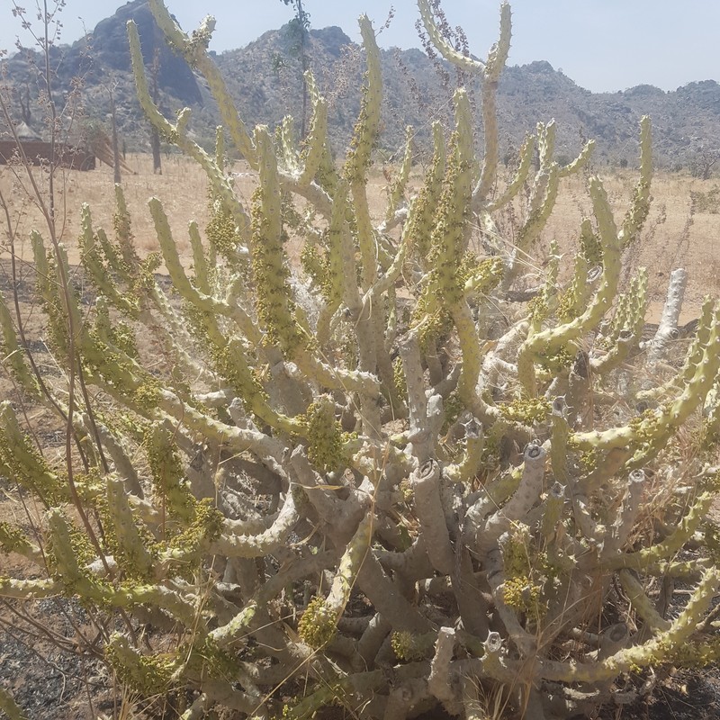Euphorbia paganorum photo 6