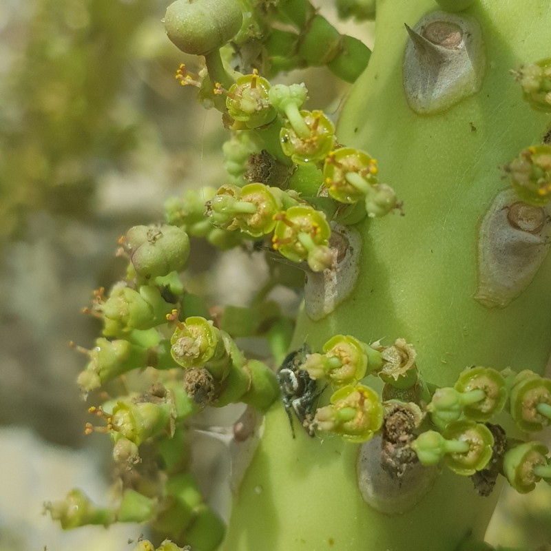 Euphorbia paganorum photo 7