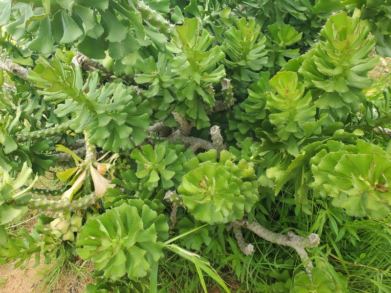 Euphorbia paganorum photo 8