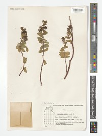 Euphorbia pallens