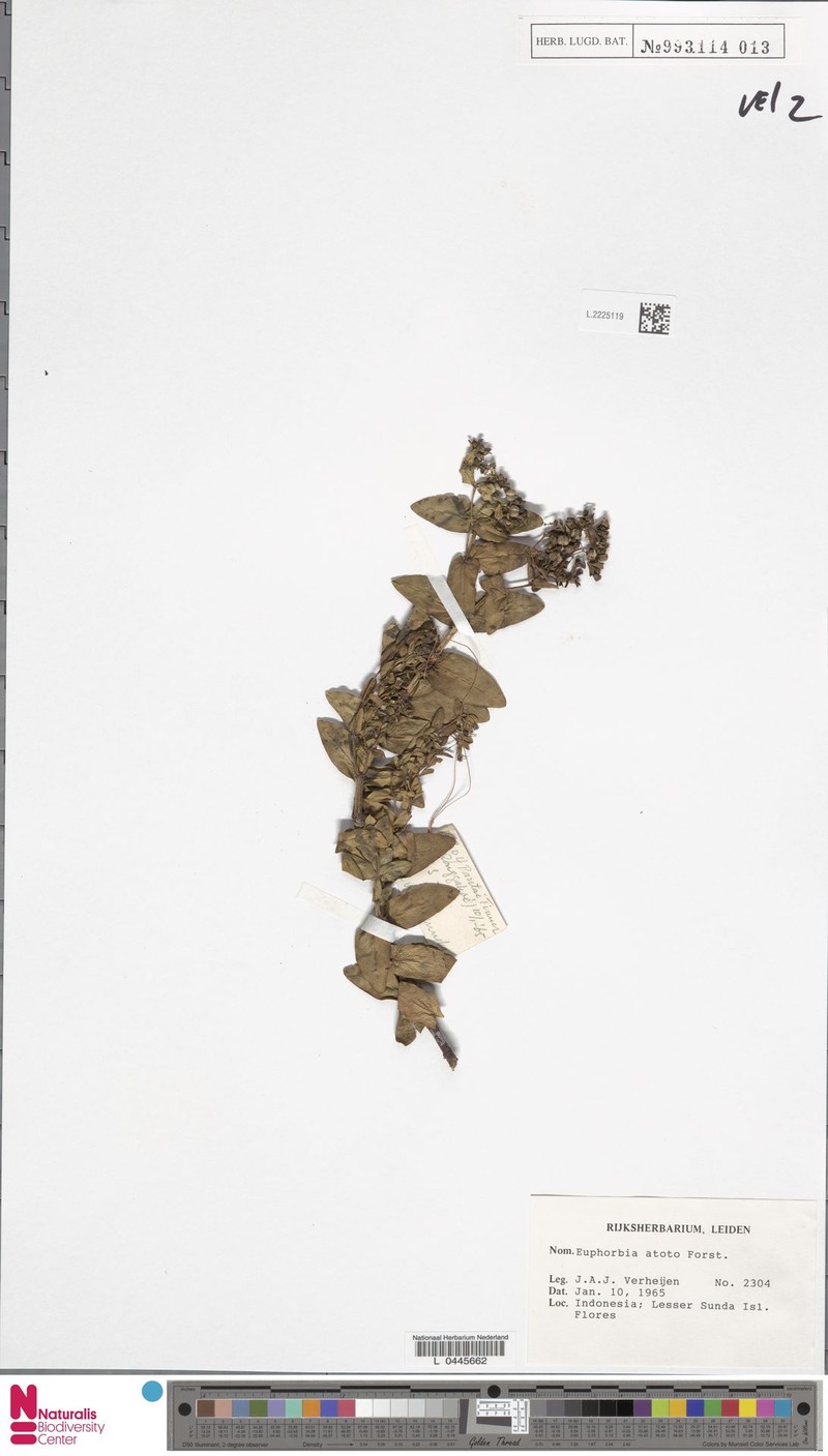 Euphorbia pallens photo 4