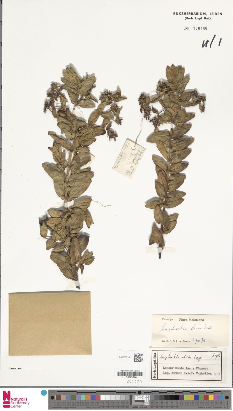 Euphorbia pallens photo 5