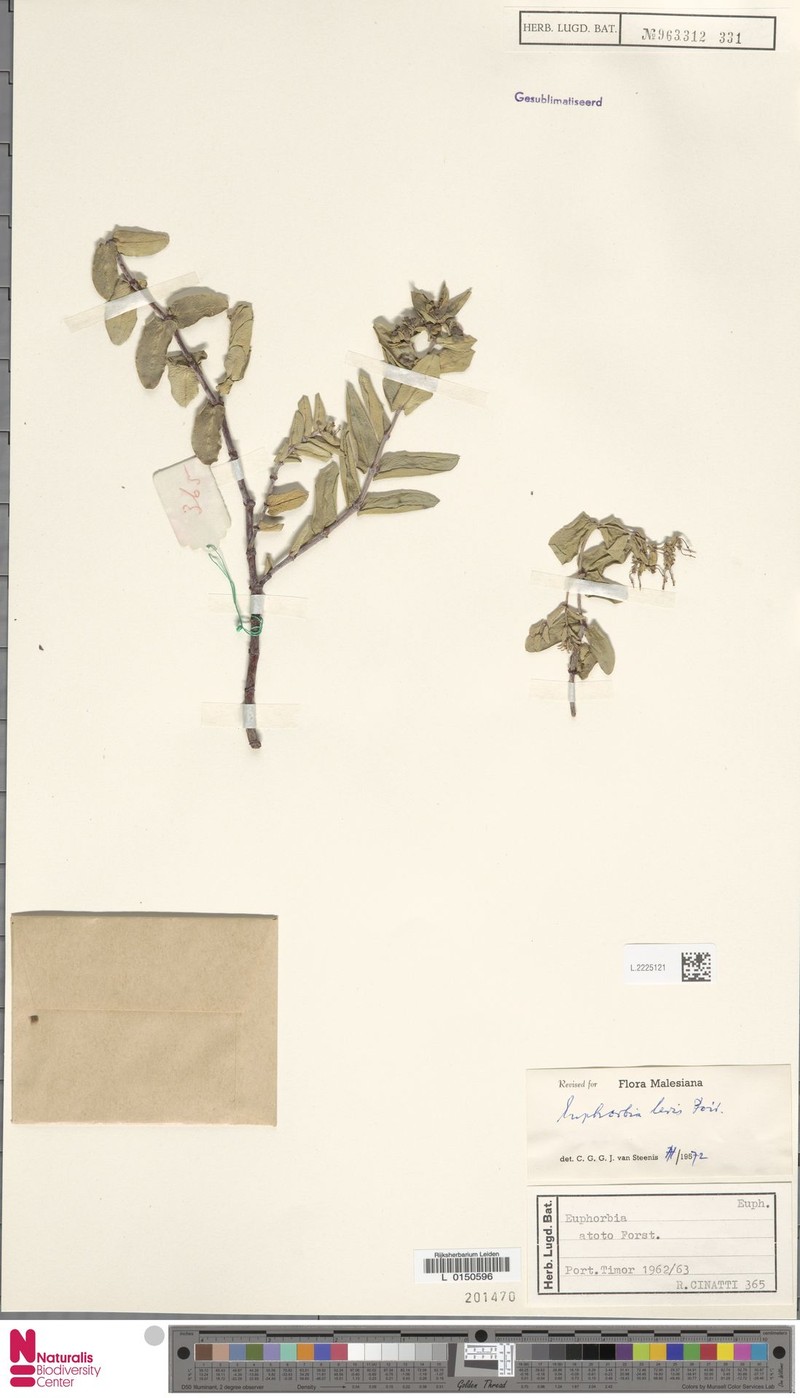 Euphorbia pallens photo 6