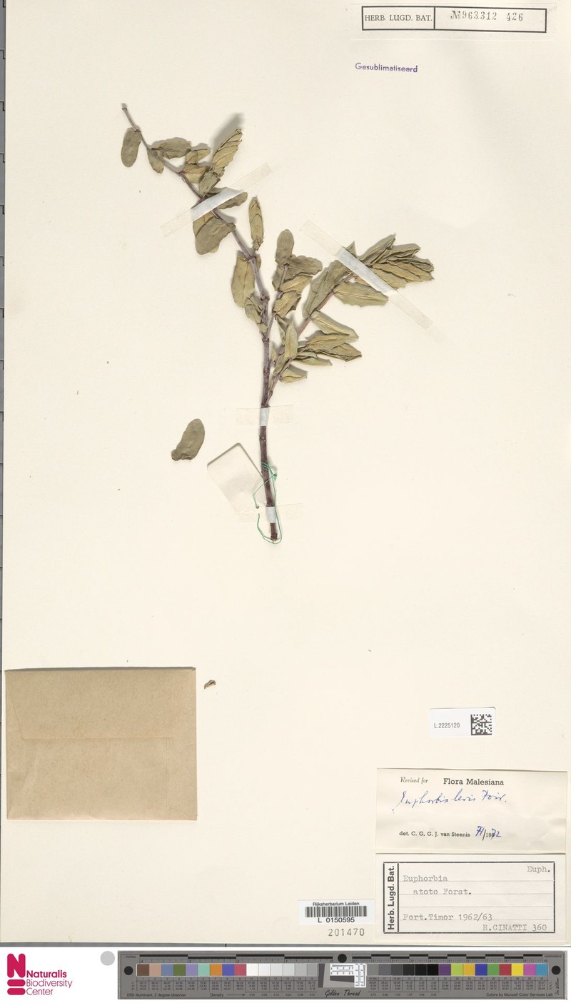 Euphorbia pallens photo 7