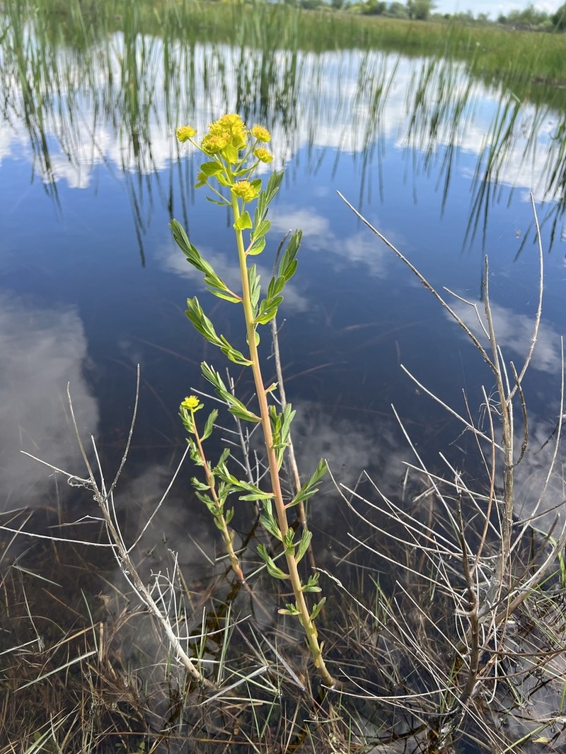 Euphorbia palustris