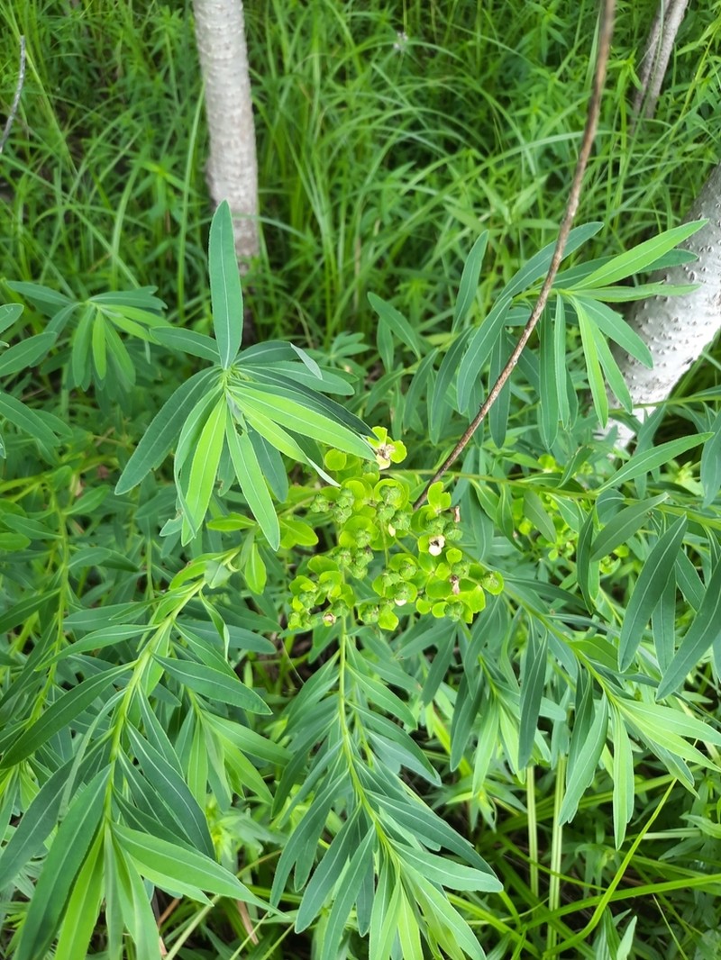 Euphorbia palustris photo 2
