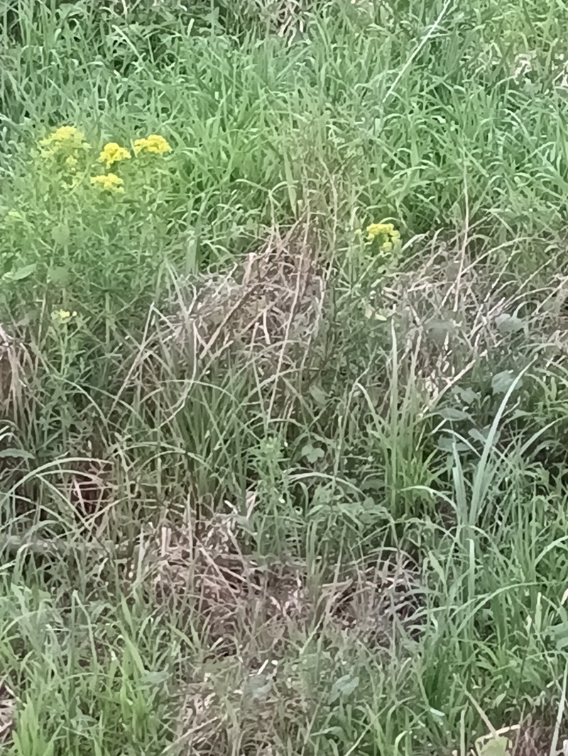 Euphorbia palustris photo 4