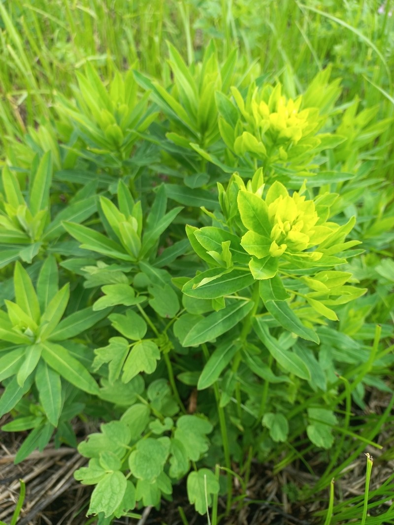 Euphorbia palustris photo 5