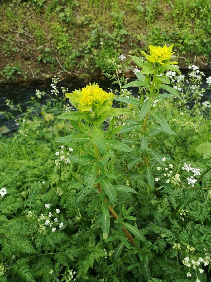 Euphorbia palustris photo 6