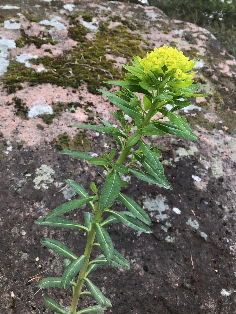 Euphorbia palustris photo 7