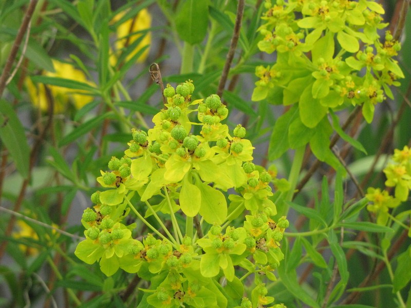 Euphorbia palustris photo 8