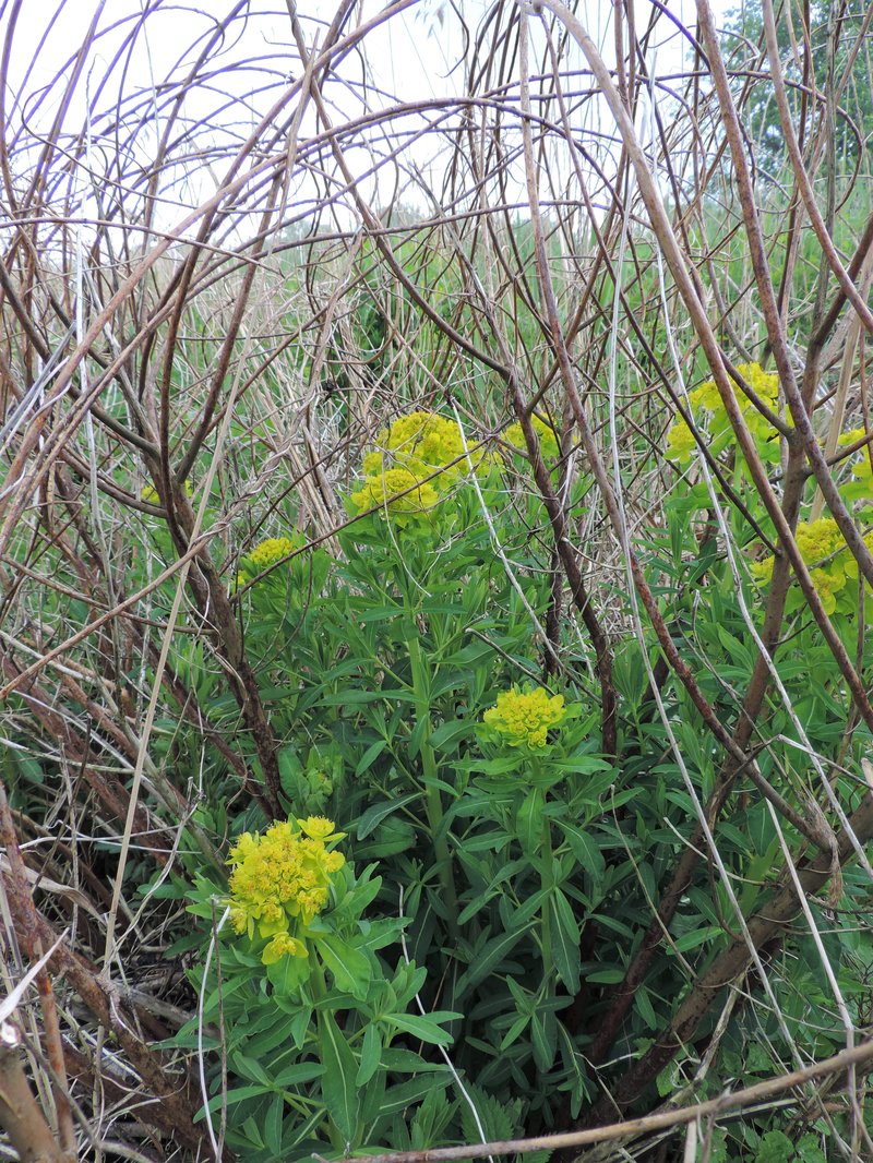 Euphorbia palustris