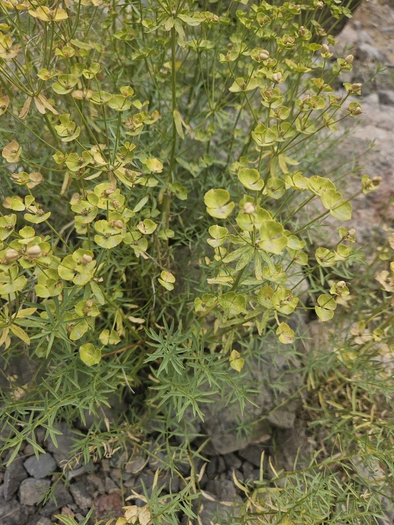 Euphorbia pamirica