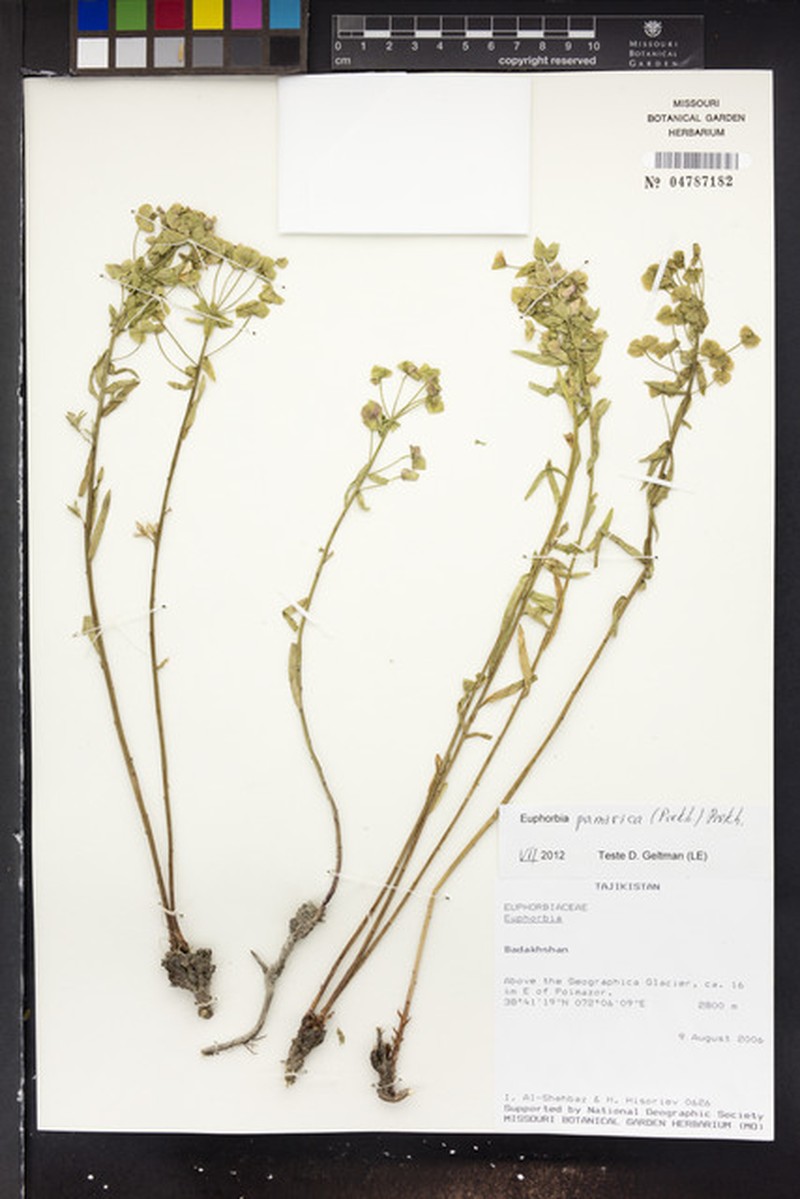 Euphorbia pamirica photo 2