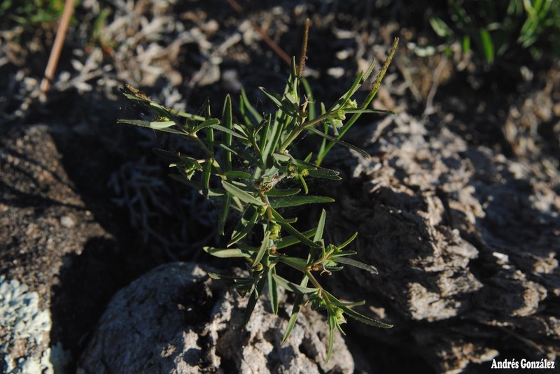 Euphorbia pampeana