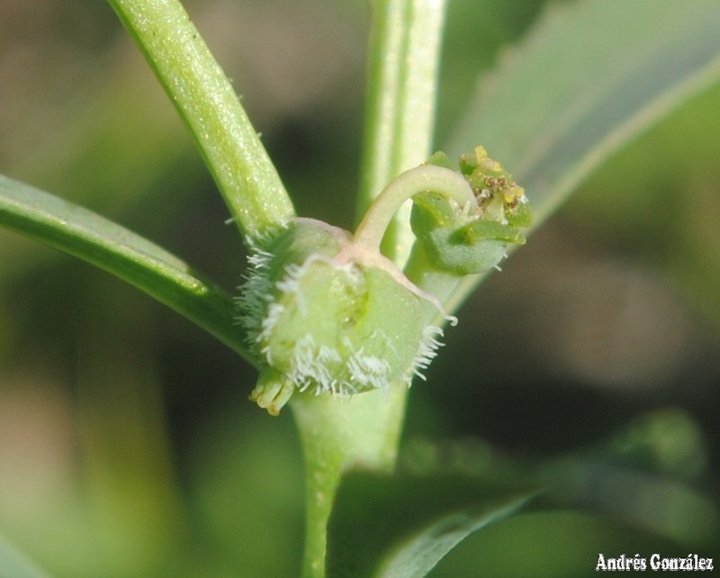 Euphorbia pampeana photo 2