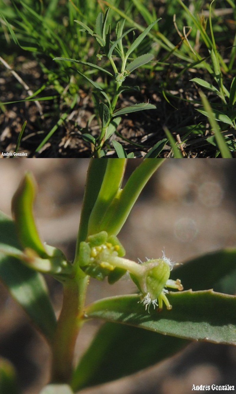Euphorbia pampeana photo 3