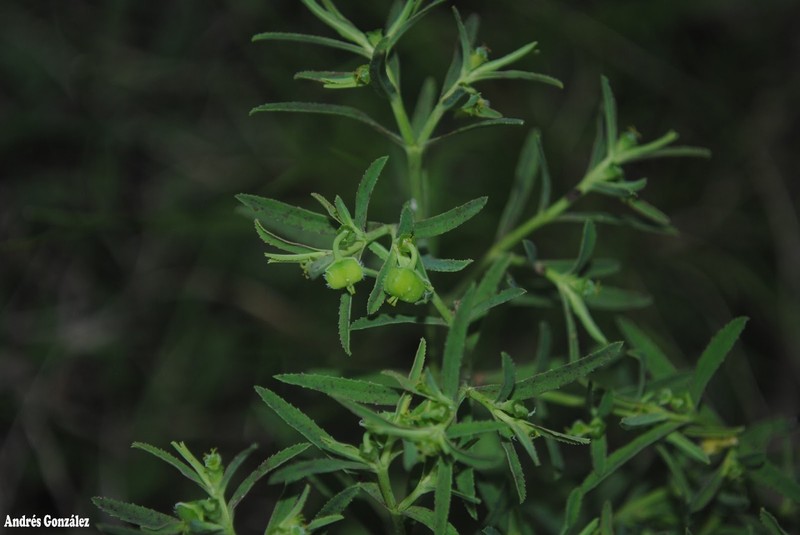 Euphorbia pampeana photo 4