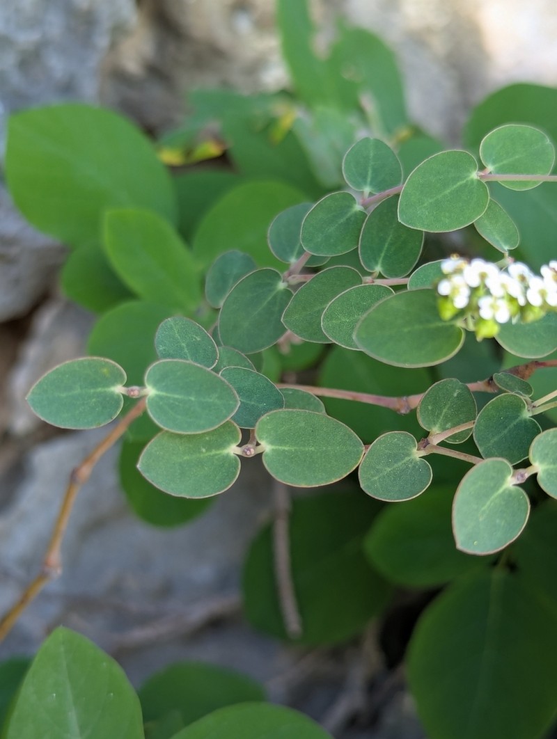 Euphorbia pancheri