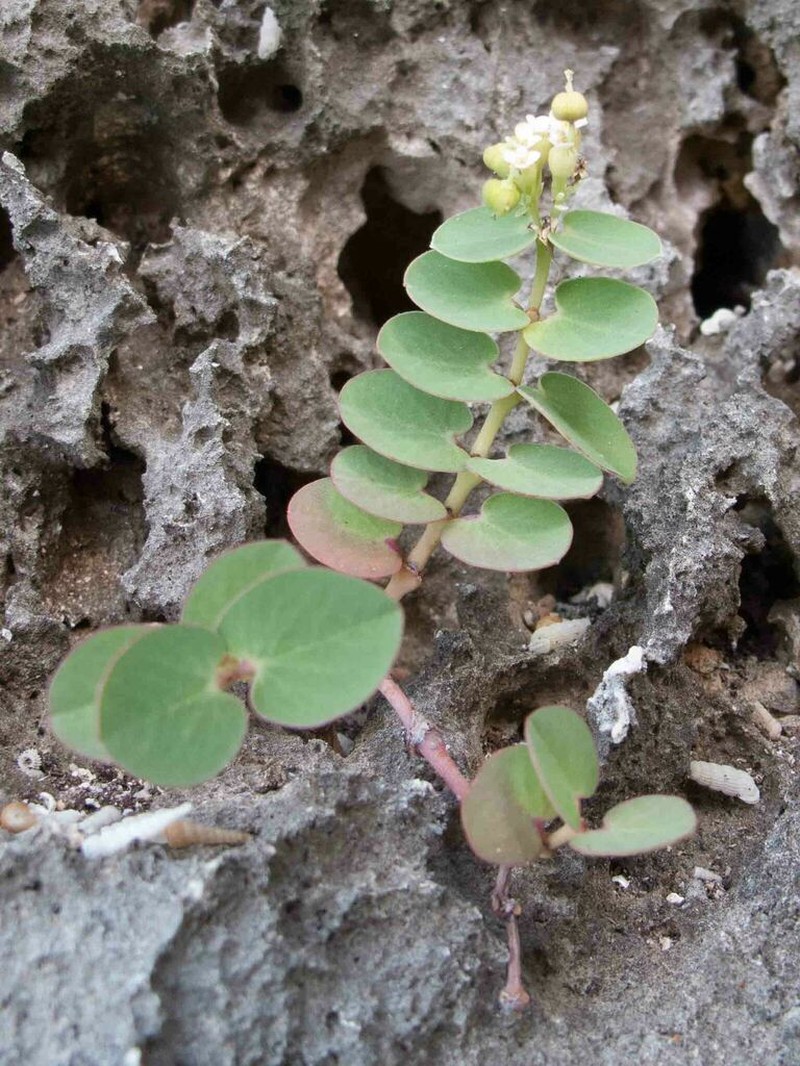 Euphorbia pancheri photo 2