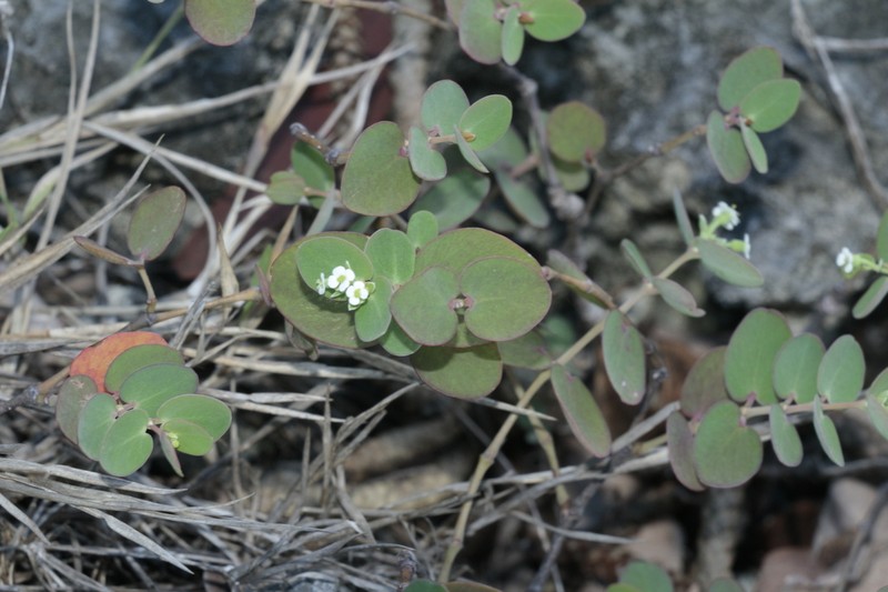 Euphorbia pancheri photo 3