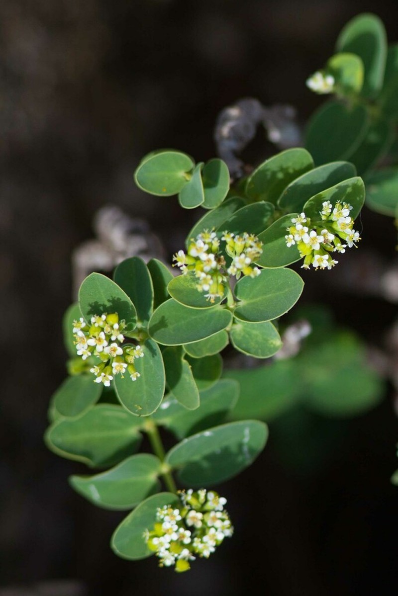 Euphorbia pancheri photo 4