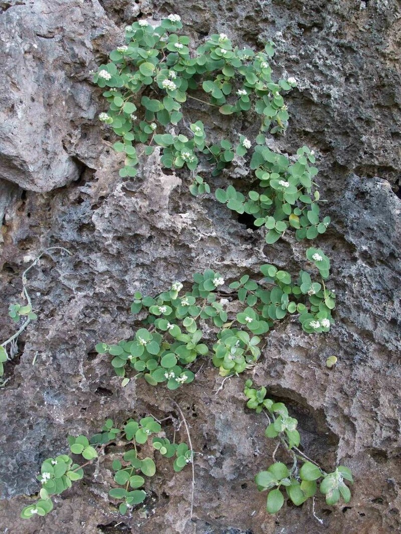 Euphorbia pancheri photo 6