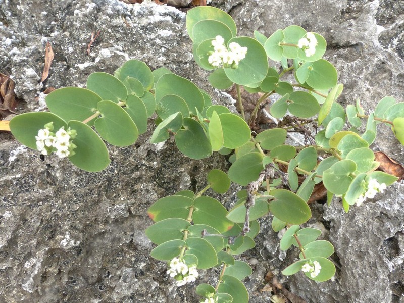 Euphorbia pancheri photo 8