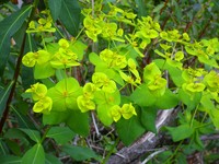 Euphorbia paniculata