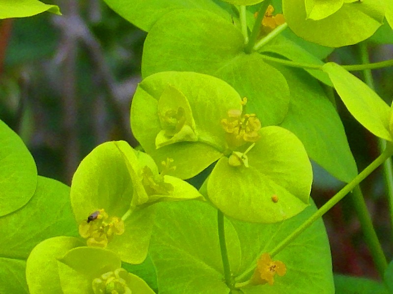Euphorbia paniculata photo 2